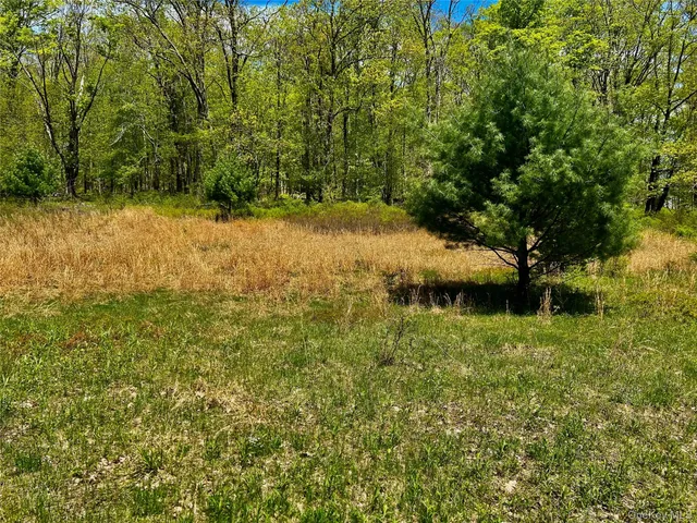 a view of backyard from a tree