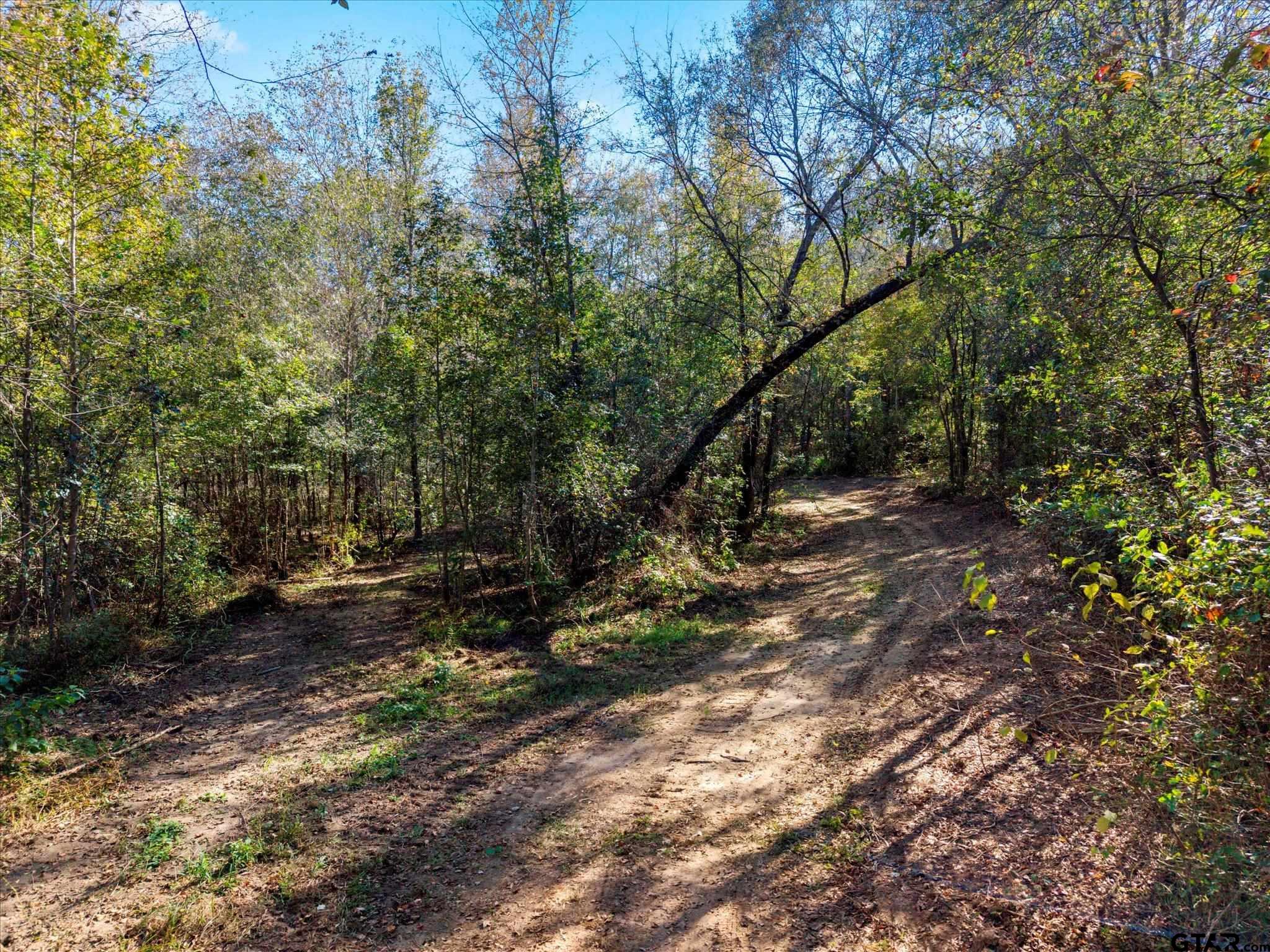 Tbd Woodchuck Road Leesburg, TX 75451 - Photo 15 of 34 a view of a forest filled with trees