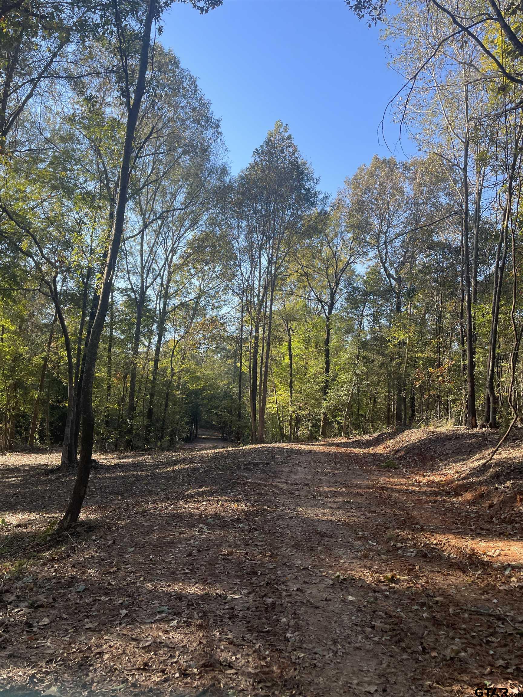 Tbd Woodchuck Road Leesburg, TX 75451 - Photo 2 of 34 a view of road with large trees