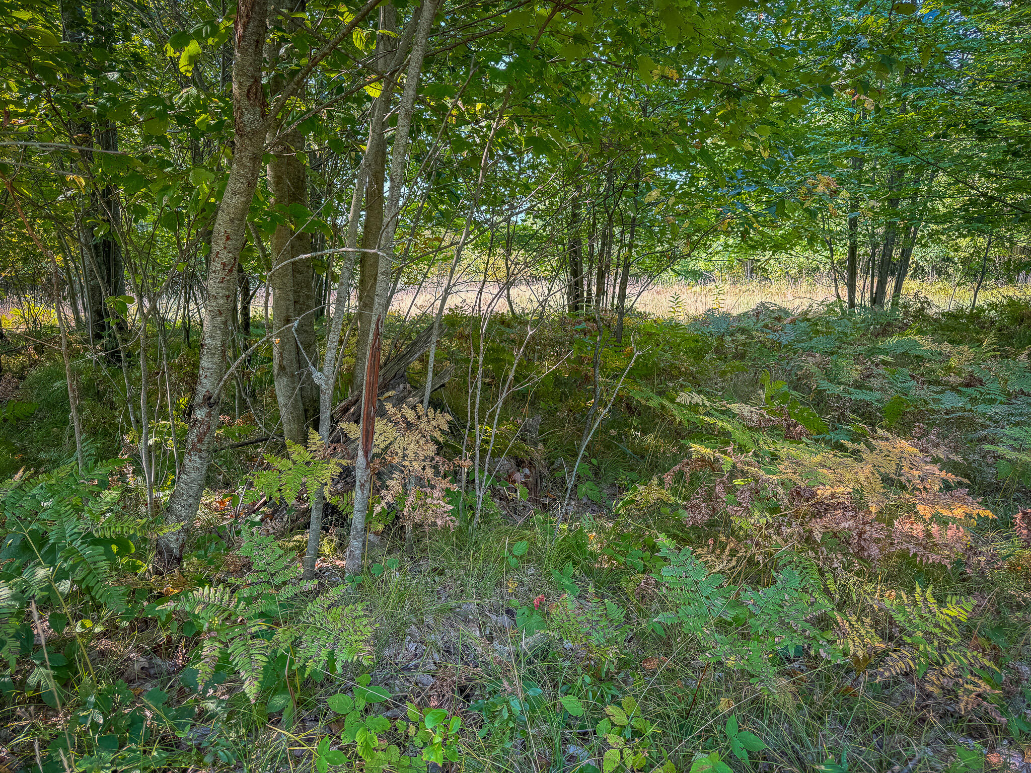 16 East 16 Mile Road Bitely, MI 49309 - Photo 5 of 29 IMG_7708