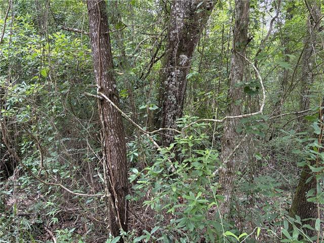 0 Thigpen Road Franklinton, LA 70438 - Photo 7 of 34