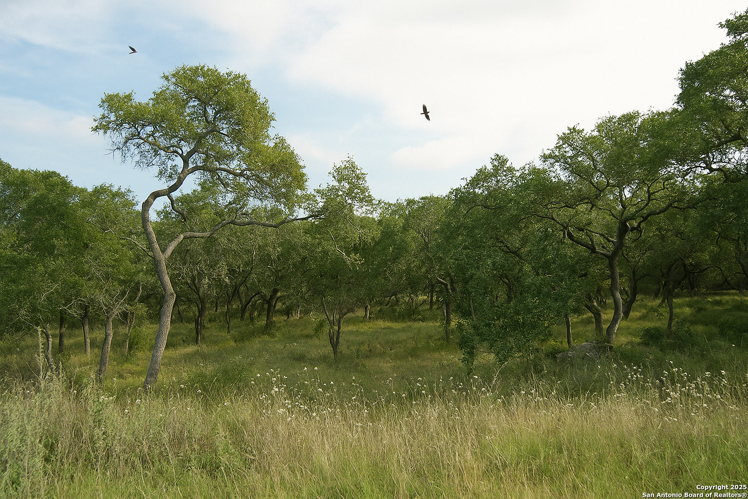 606 Lantana Mesa Spring Branch, TX 78070 - Photo 2 of 10 a view of a lush green space