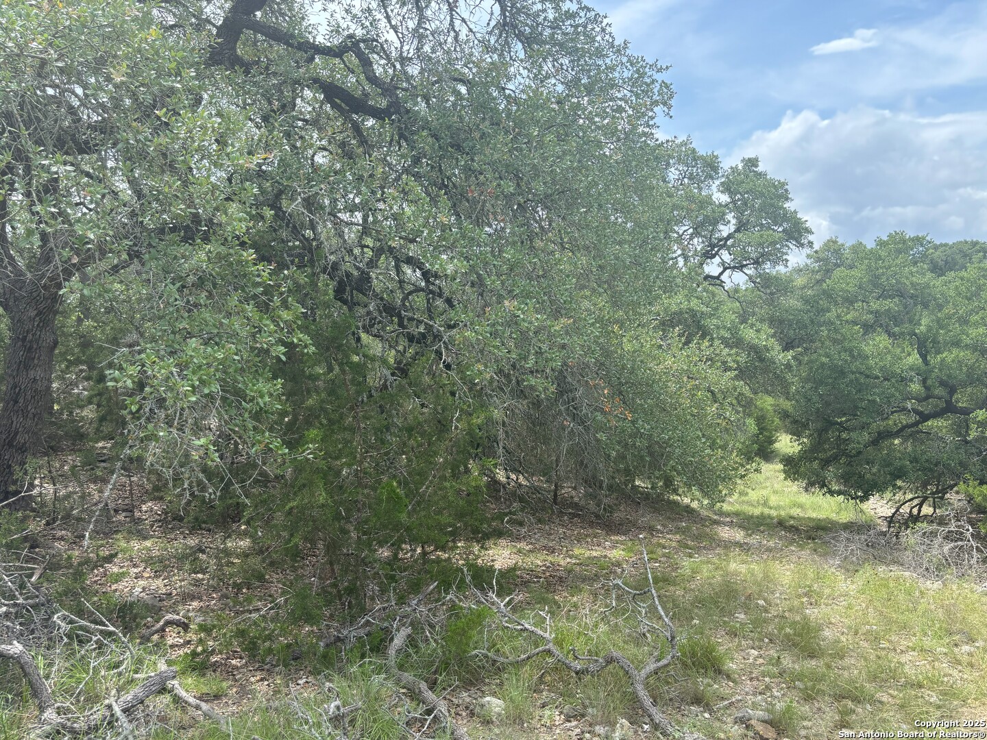 606 Lantana Mesa Spring Branch, TX 78070 - Photo 8 of 10 a view of a forest with a tree