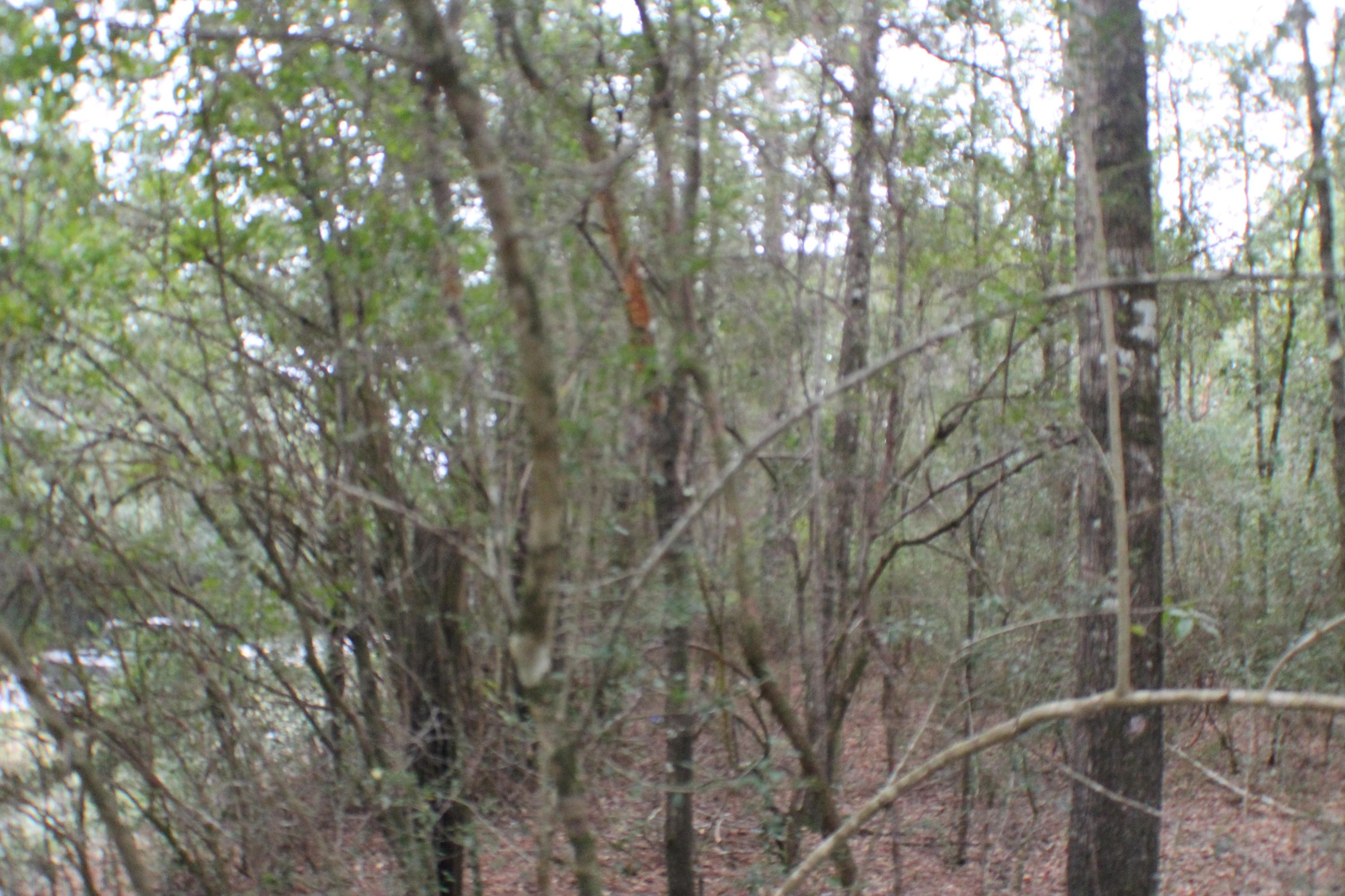 a view of forest