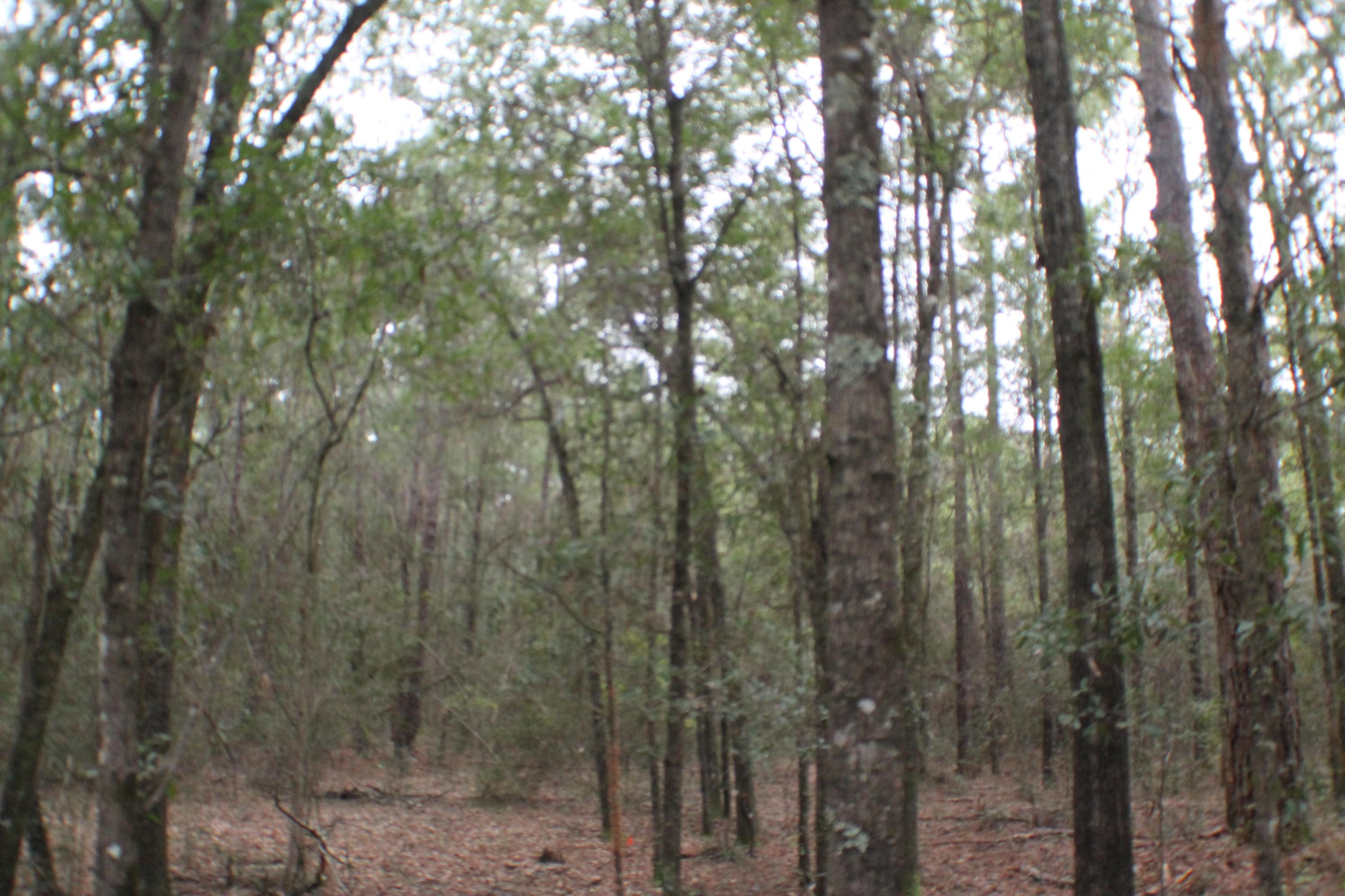 2.61-ac Old River Road Baker, FL 32531 - Photo 8 of 8 a view of a forest with trees in the background