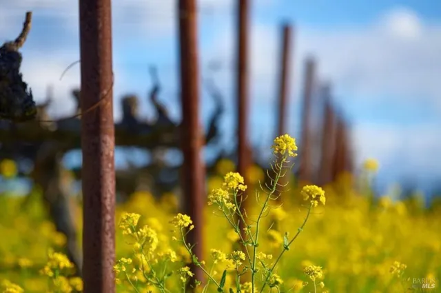 $28,000,000 | Undisclosed Address, Calistoga, CA 94515