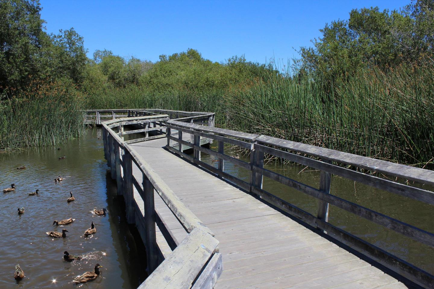103 Shelter Lagoon Drive Santa Cruz, CA 95060 - Photo 32 of 39 a view of a terrace with trees