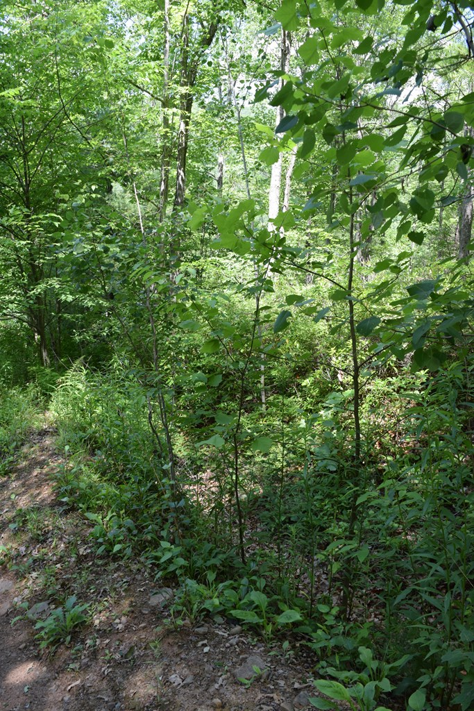 272 Shin Hollow Road Gaines, PA 16921 - Photo 35 of 35 Gallery Image 35