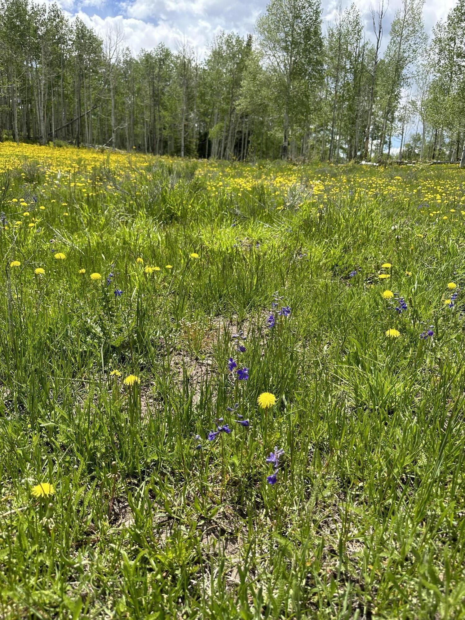 5 County Road 5 Ridgway, CO 81432 - Photo 3 of 19 IMG-7761