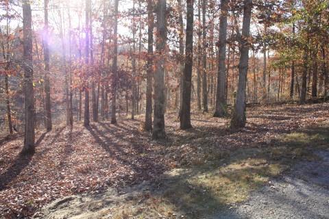 0 Fairway Circle Loretto, TN 38469 - Photo 3 of 5 a view of outdoor space and trees