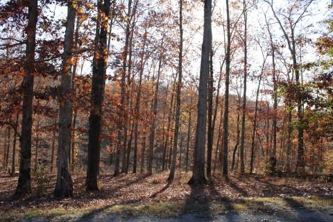0 Fairway Circle Loretto, TN 38469 - Photo 5 of 5 a view of outdoor space with lots of trees