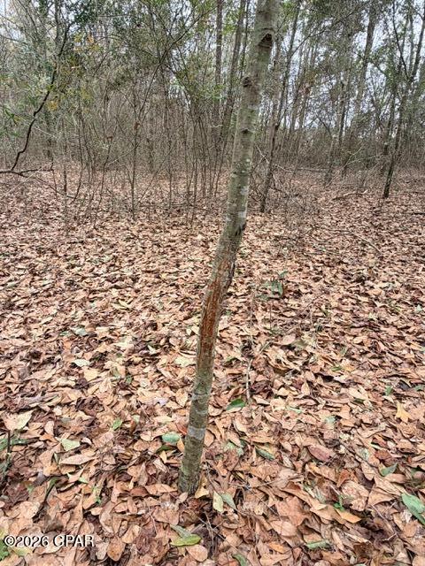 Tbd Jj Whitaker Road Bonifay, FL 32425 - Photo 11 of 15