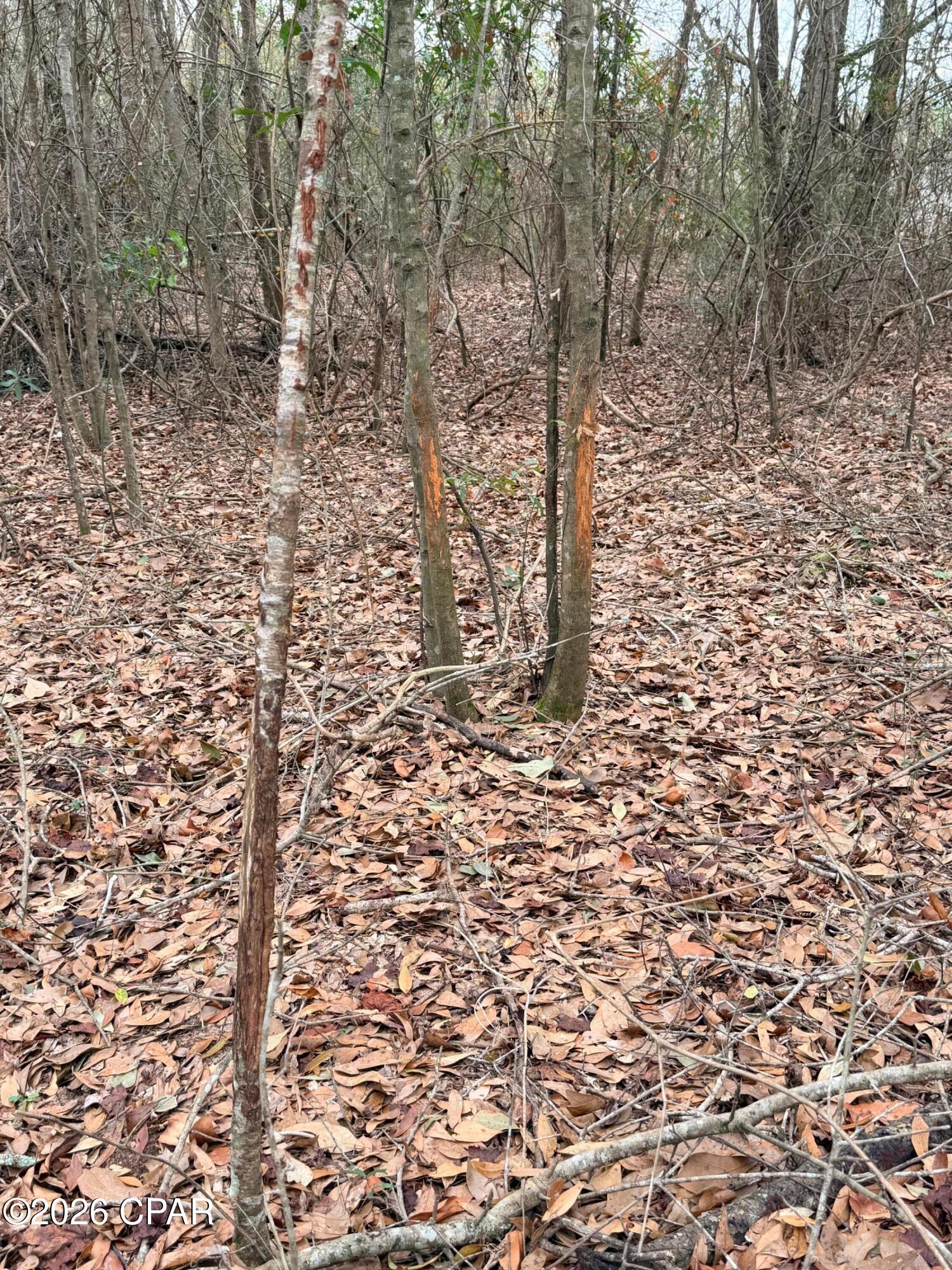 Tbd Jj Whitaker Road Bonifay, FL 32425 - Photo 6 of 15