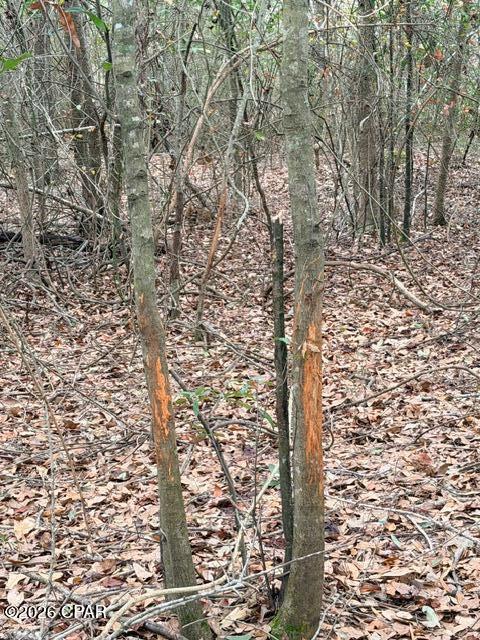 Tbd Jj Whitaker Road Bonifay, FL 32425 - Photo 7 of 15