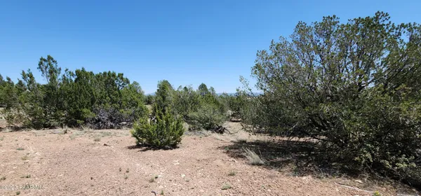 a view of a dry yard with trees in the background