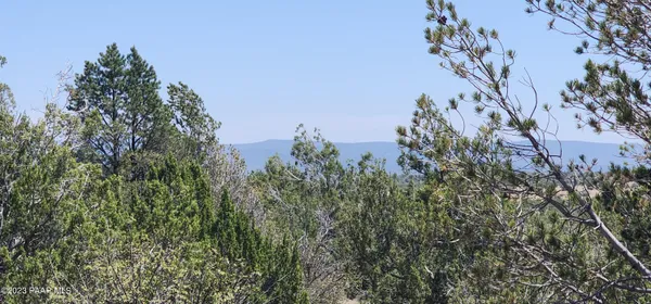 a view of a tree in a yard