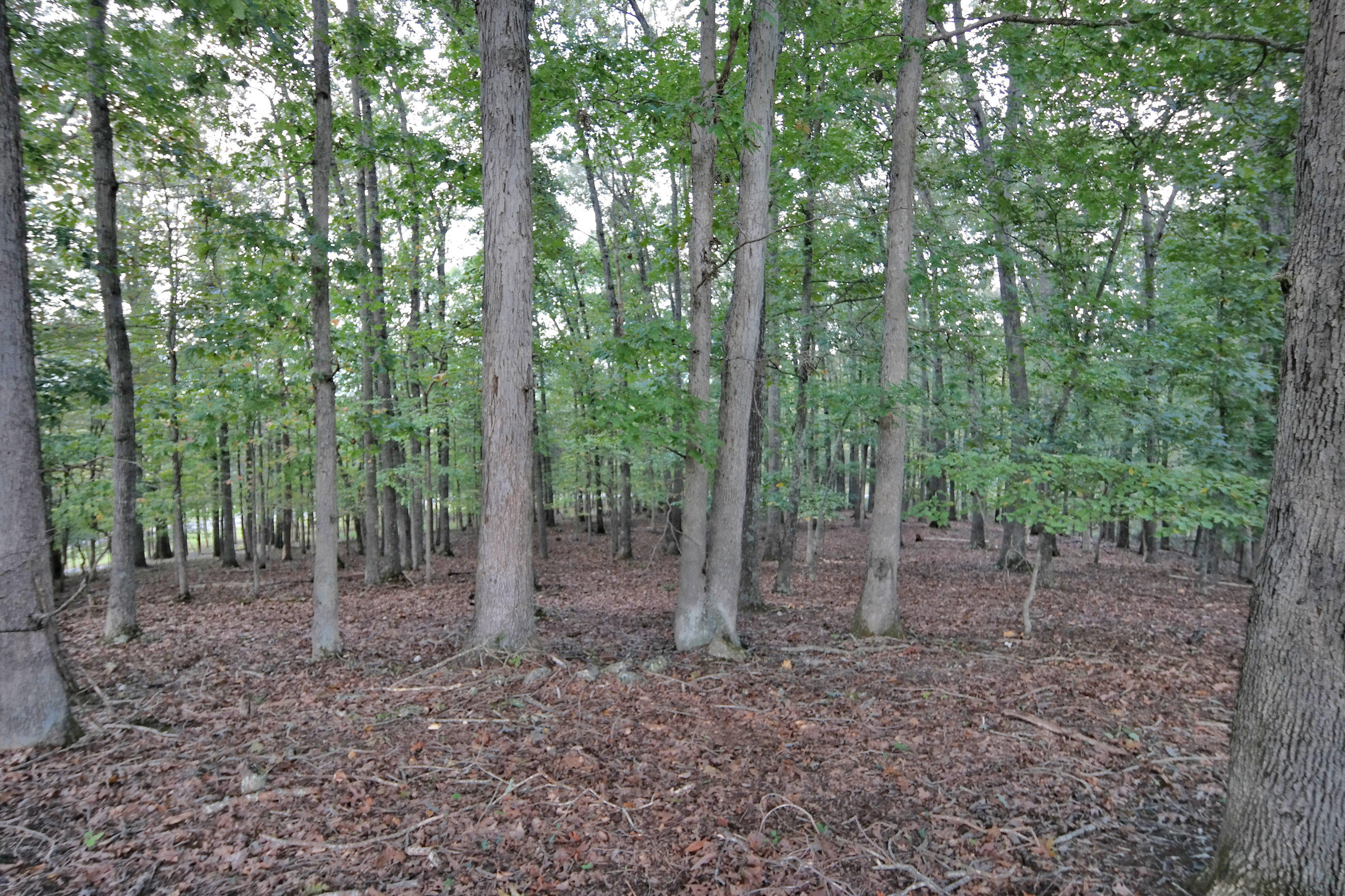 822 Sprinkle Road Fincastle, VA 24090 - Photo 51 of 55 Manicured Woods