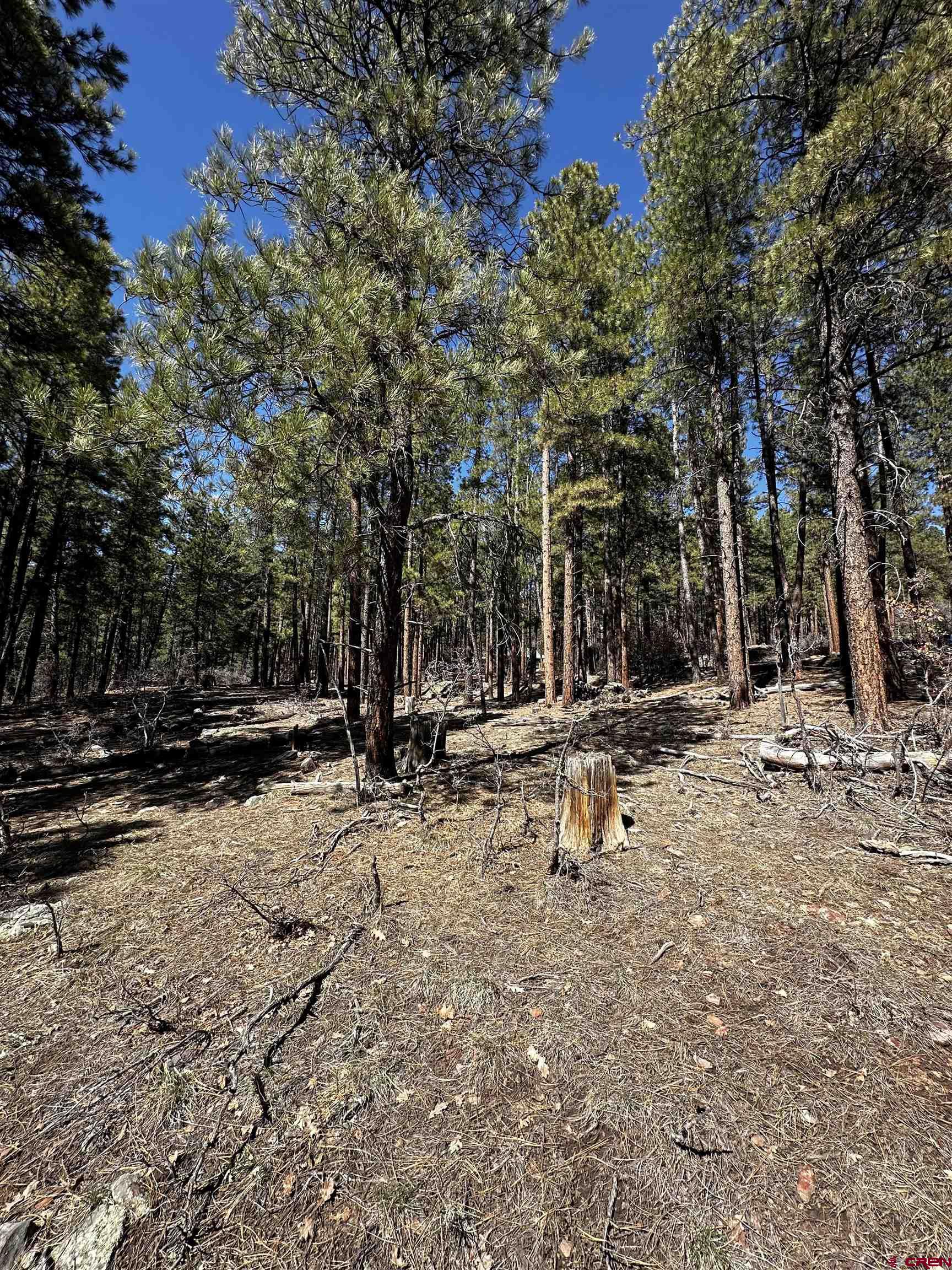 99 Pine Cone Circle Bayfield, CO 81122 - Photo 3 of 14