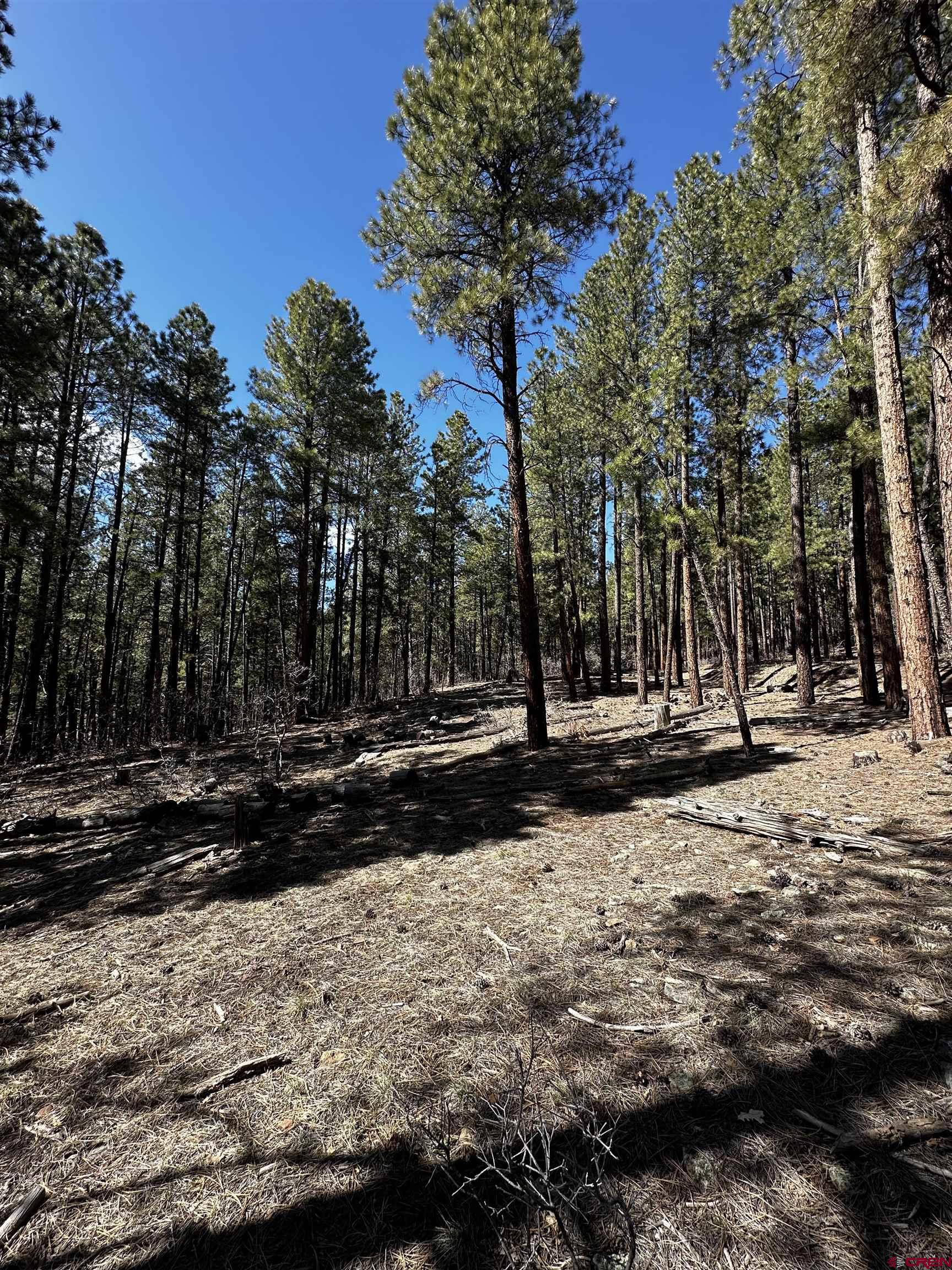 99 Pine Cone Circle Bayfield, CO 81122 - Photo 4 of 14