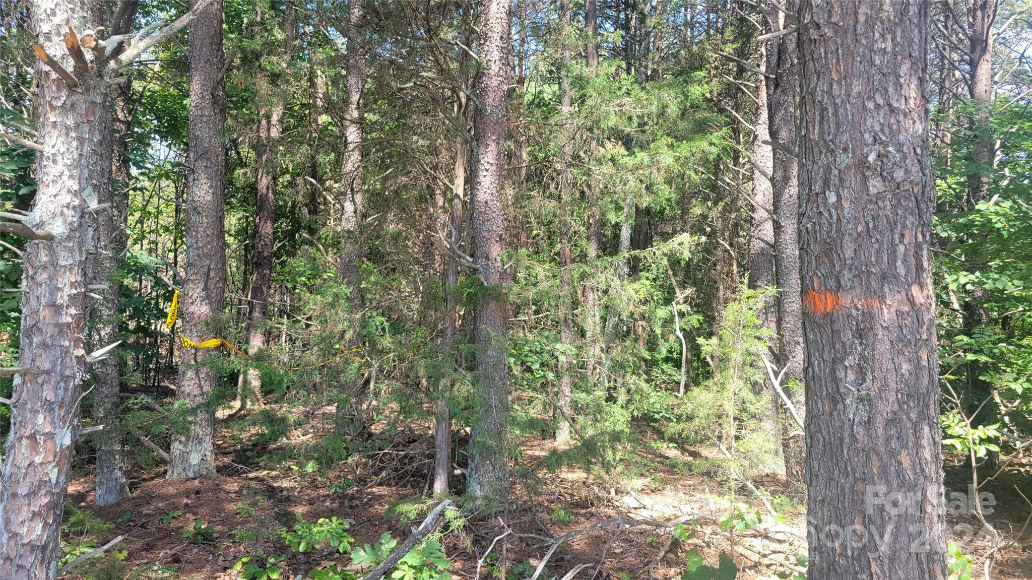 0 Ritchie Road Lincolnton, NC 28092 - Photo 6 of 10 a view of a forest that has a tree