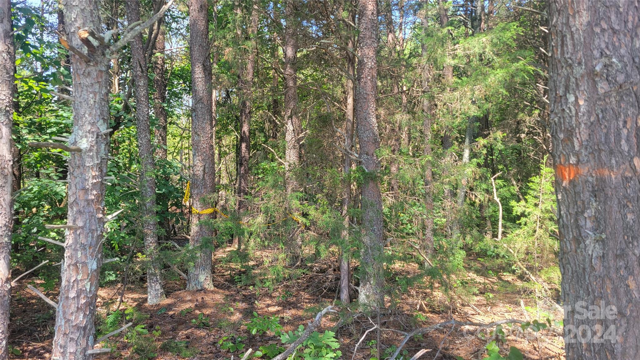 0 Ritchie Road Lincolnton, NC 28092 - Photo 7 of 10 a view of a forest that has large trees