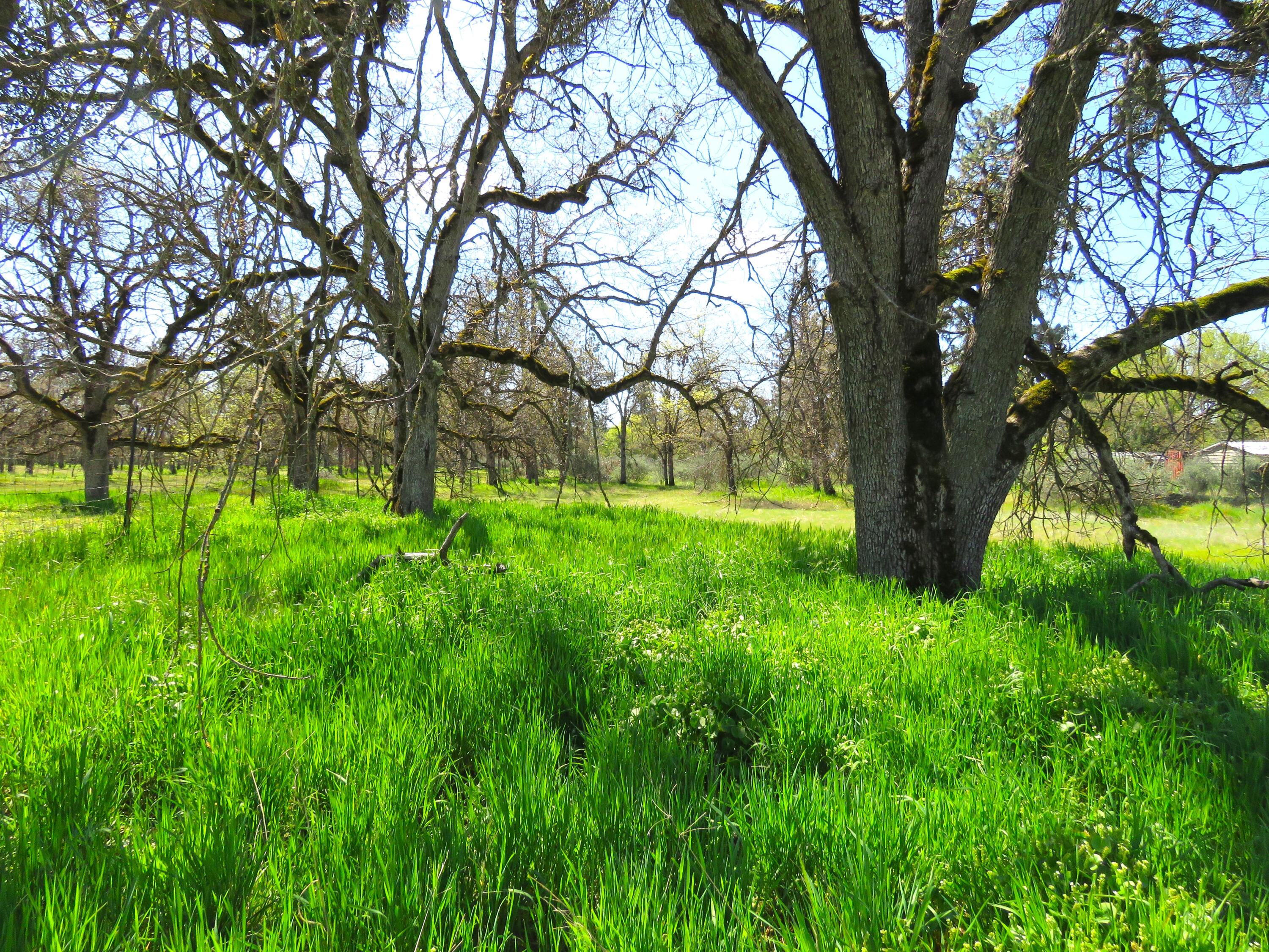 5758 Gebhard Road Central Point, OR 97502 - Photo 10 of 20 5758 Gebhard field longer grass .trees