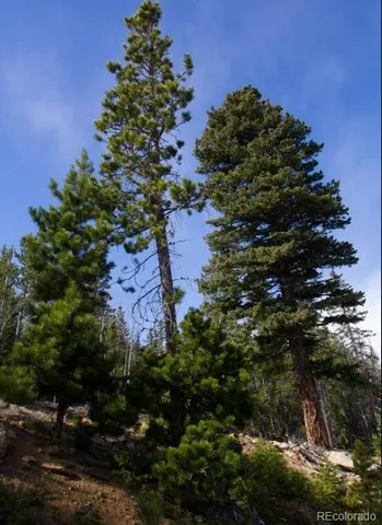 a view of a backyard with trees