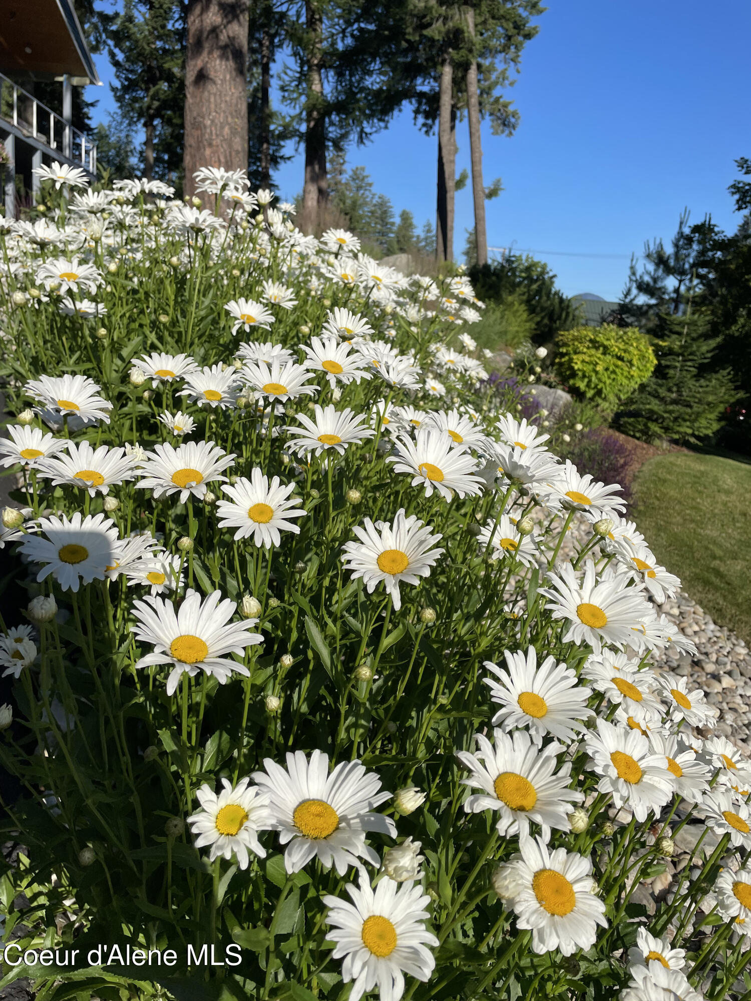 16 Hawkins Road Sagle, ID 83860 - Photo 100 of 110 Daisies