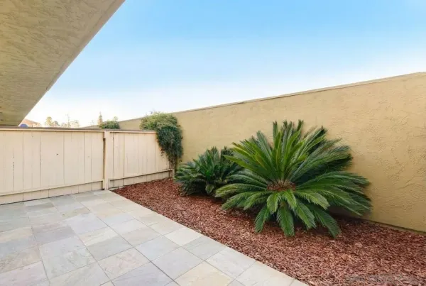 a view of a dry yard with palm trees