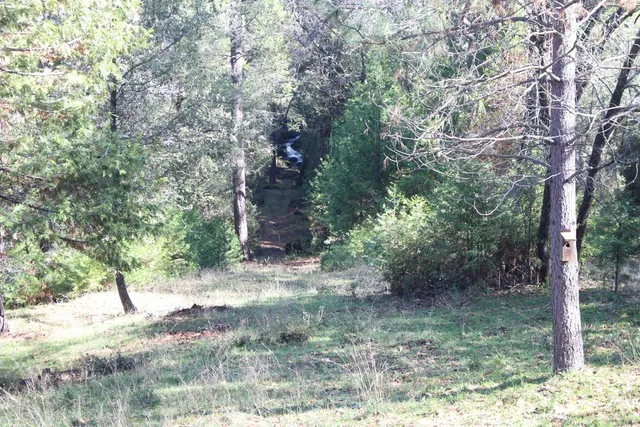 a view of a forest filled with trees