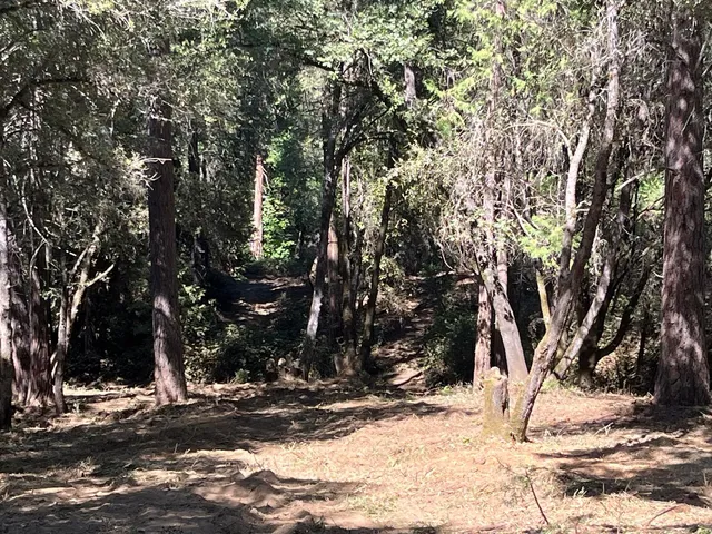 a view of a yard with trees