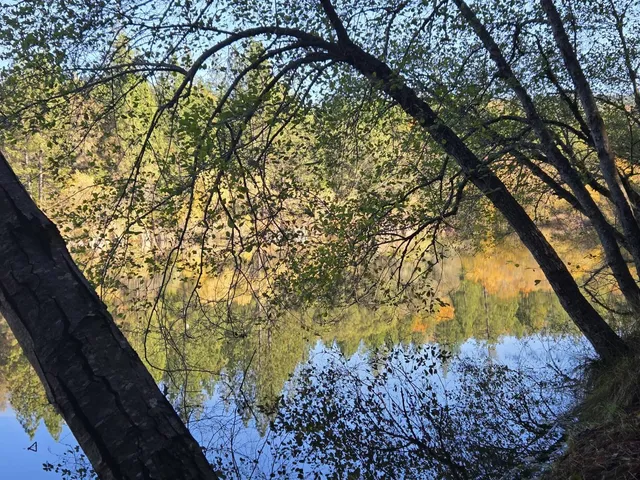 a view of a yard with a tree