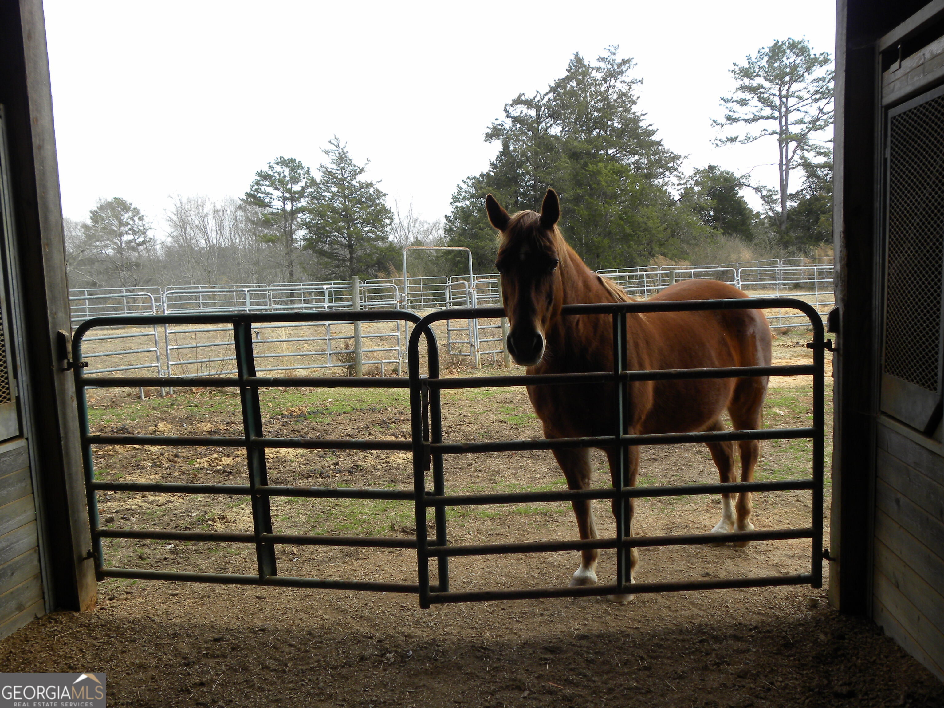 551 P Road Toccoa, GA 30577 - Photo 5 of 124 She wants in the barn!