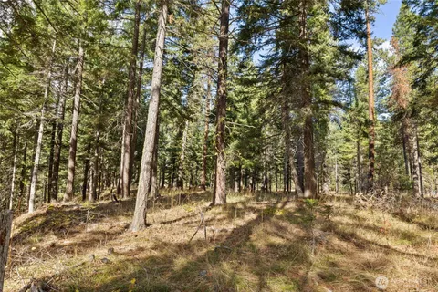 a view of a yard with large tree