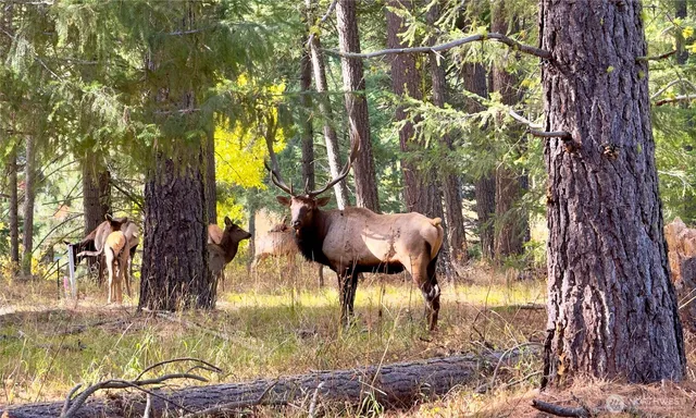 a view of swimming pool with a garden