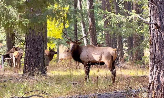 a view of swimming pool in the backyard of a house