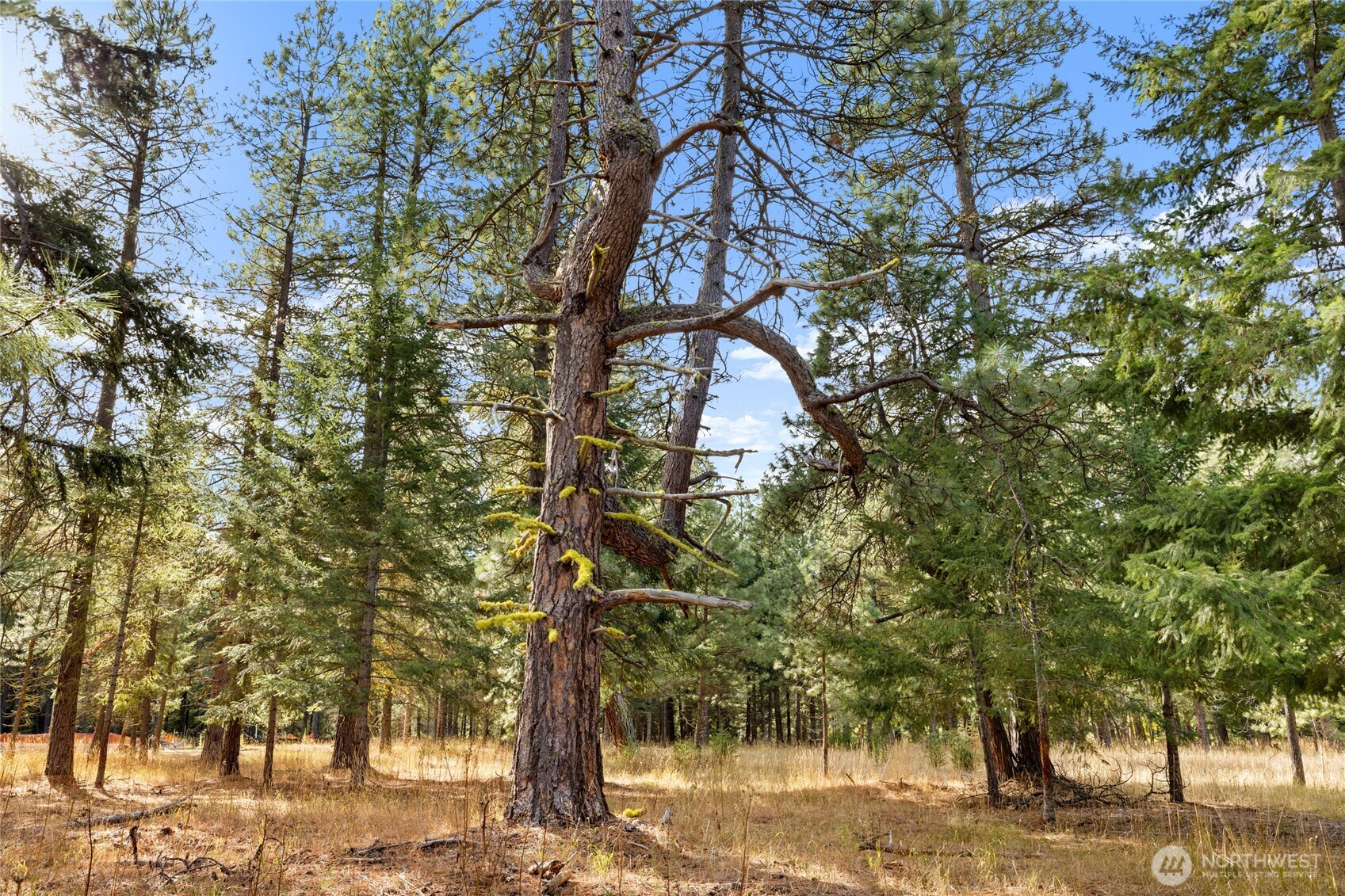 15 Farmhouse Way Cle Elum, WA 98922 - Photo 5 of 27 a picture of tree