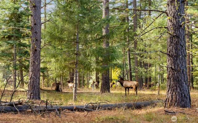 a view of a yard with a tree