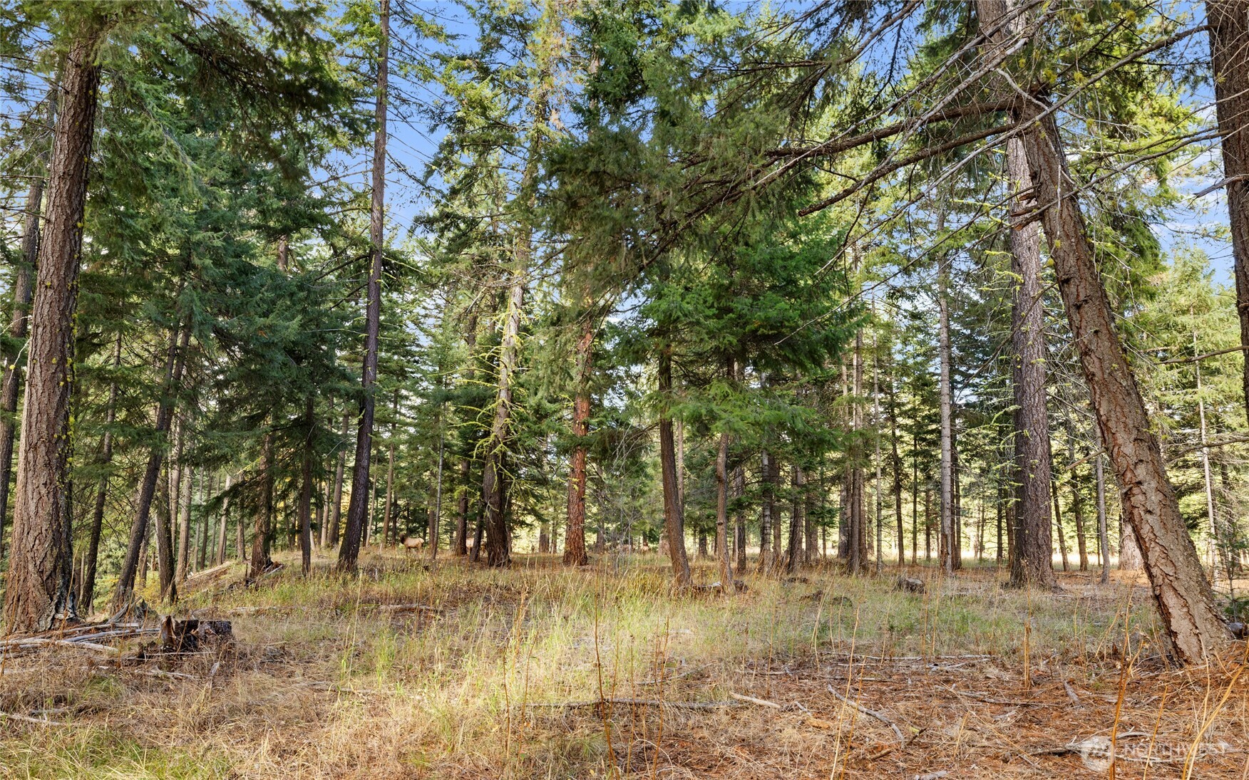 15 Farmhouse Way Cle Elum, WA 98922 - Photo 8 of 27 a view of yard with trees