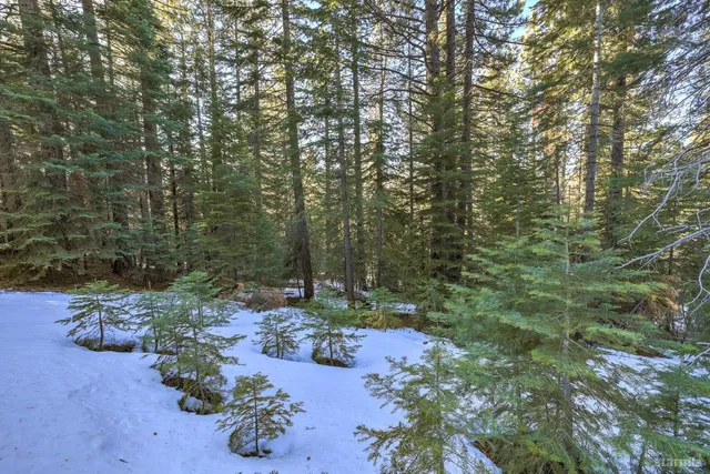 a view of a tree in a yard