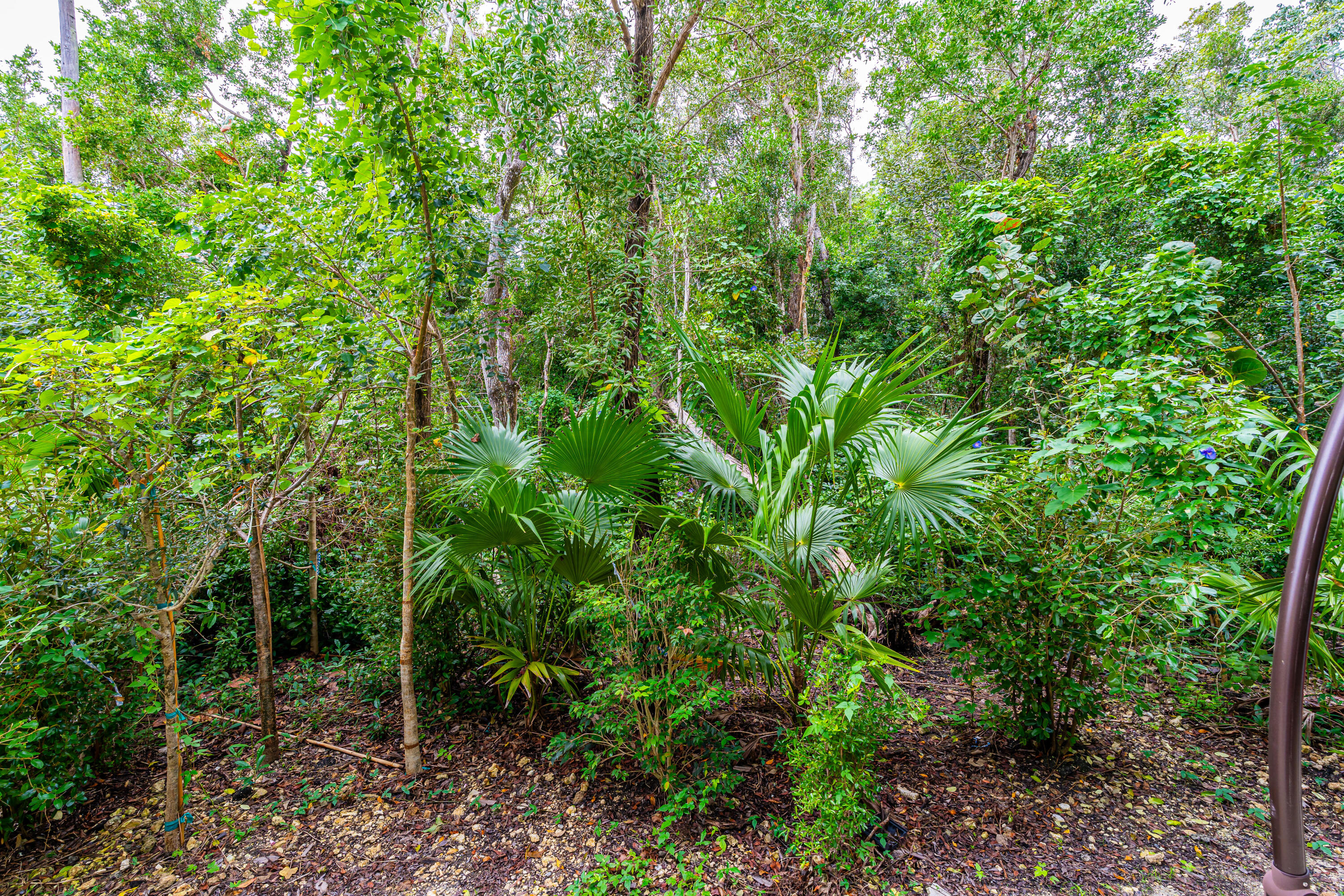 1023 Valencia Road Key Largo, FL 33037 - Photo 8 of 32 a view of a lush green forest