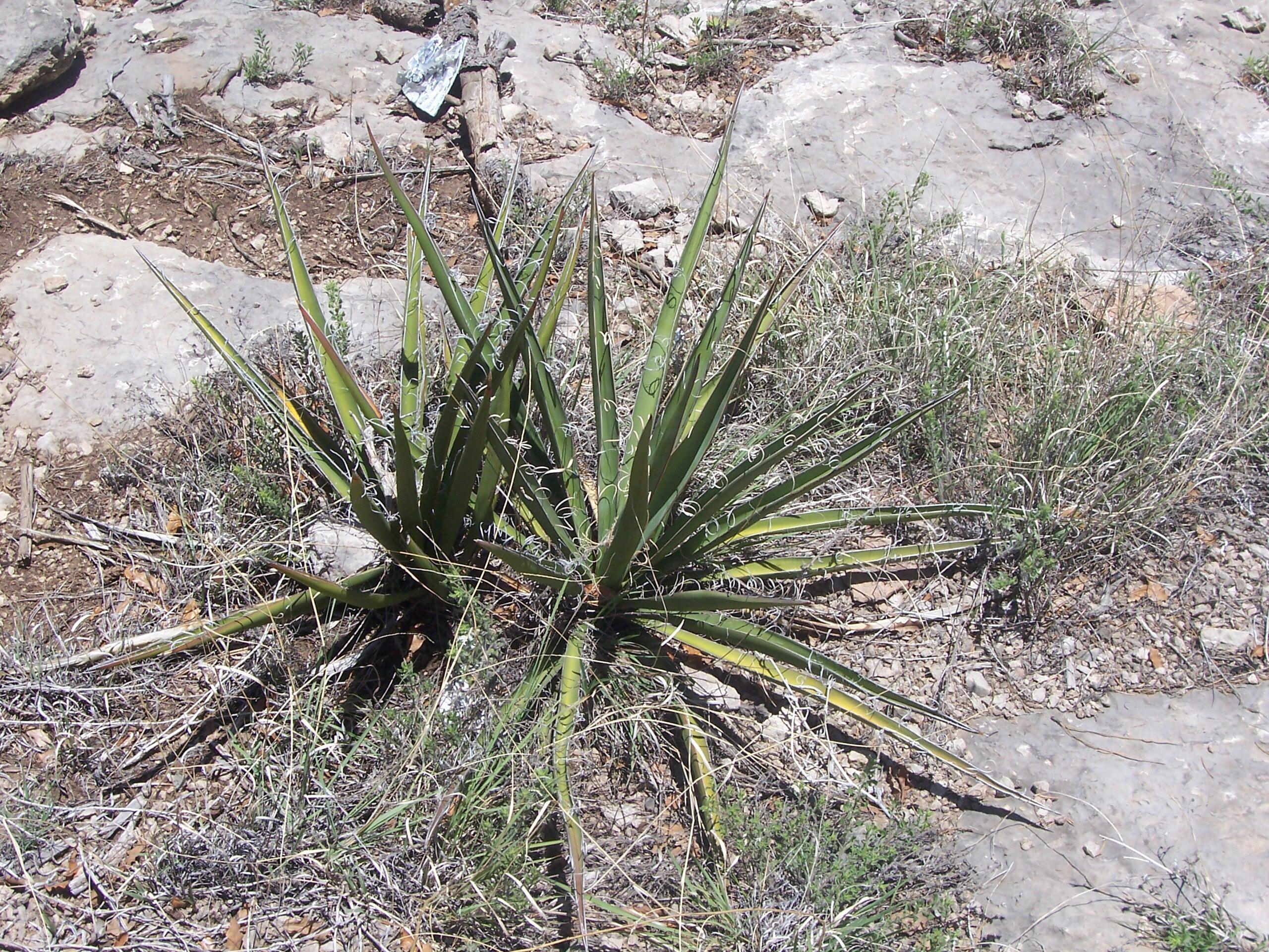County Road Pecos, NM 87552 - Photo 10 of 10 Gallery Image 10