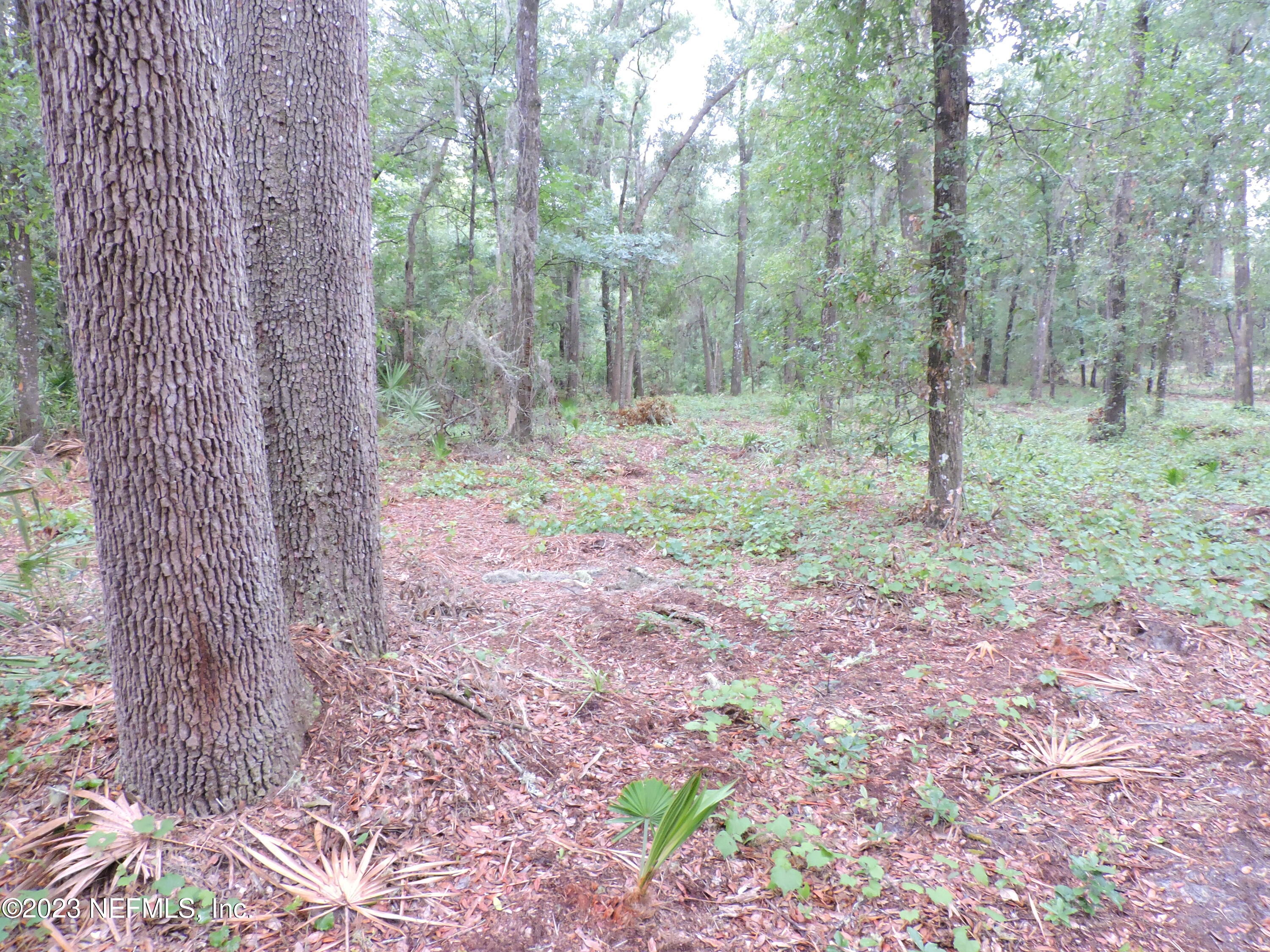 105 Ranchette Lane Florahome, FL 32140 - Photo 11 of 32 DSCN3134