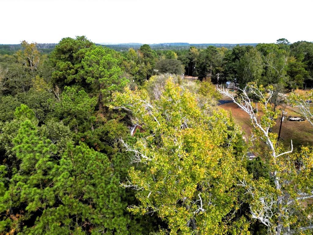 307 Cherokee Drive Trinity, TX 75862 - Photo 3 of 18 a view of a forest with a street