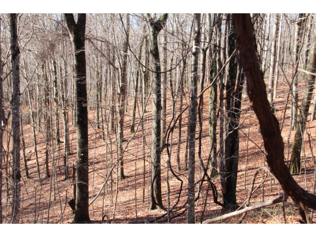 2885 Stage Road Mountain City, TN 37683 - Photo 4 of 17 GENTLE SLOPING