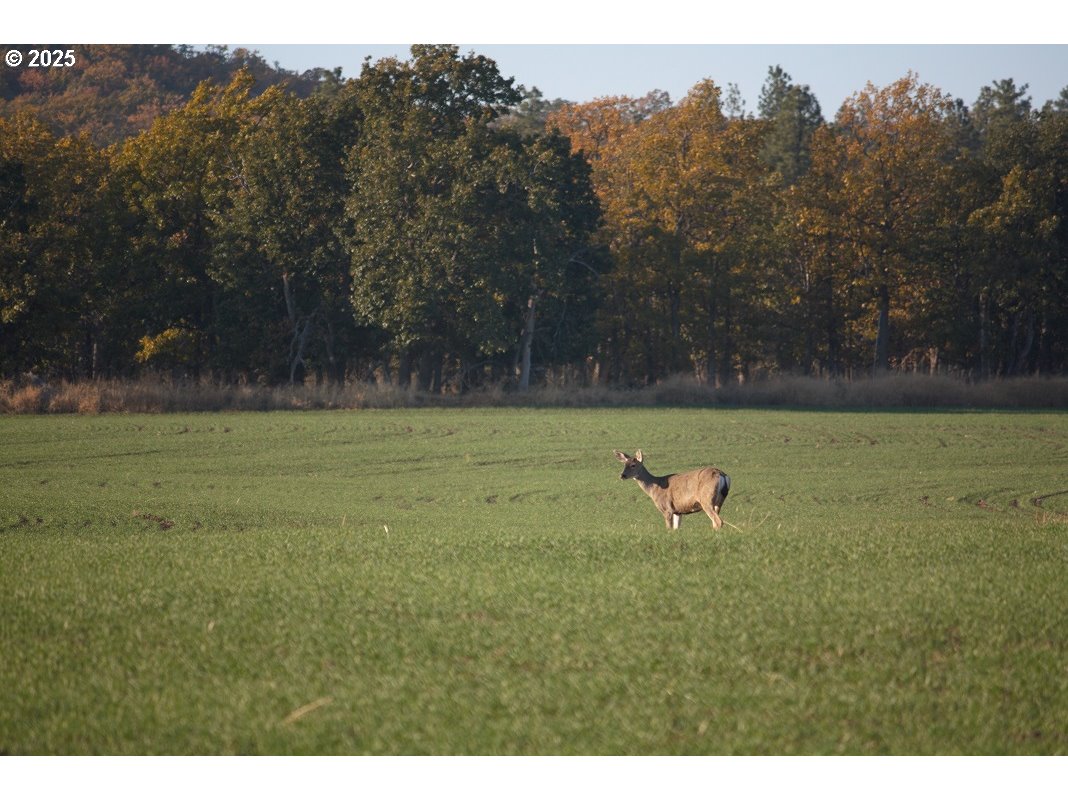 71 Homestead Road Goldendale, WA 98620 - Photo 14 of 33 a view of a green field with trees in the background
