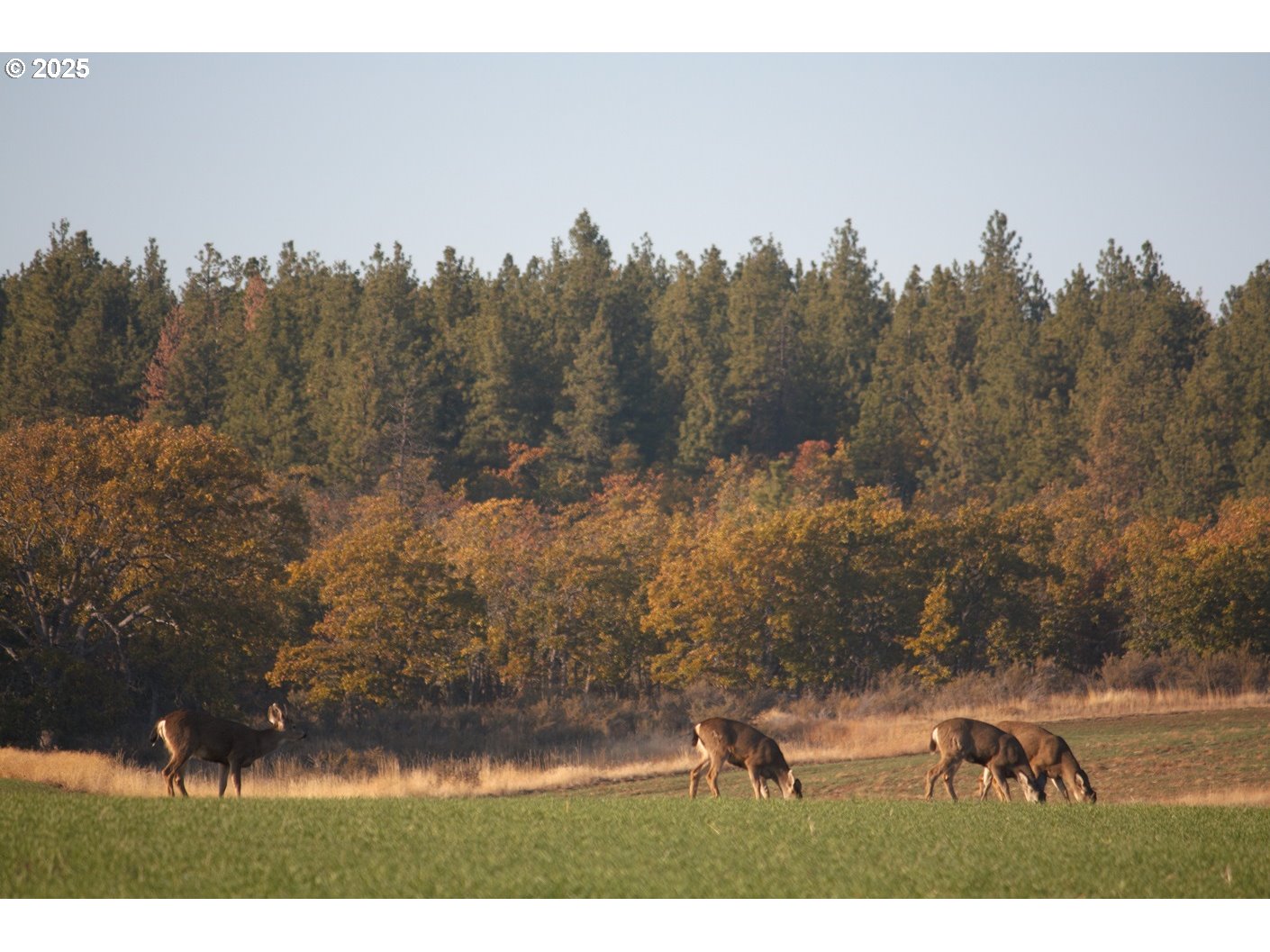 71 Homestead Road Goldendale, WA 98620 - Photo 15 of 33 a backyard of a house with lots of green space