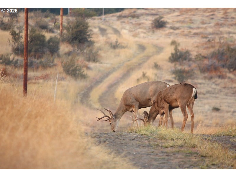 71 Homestead Road Goldendale, WA 98620 - Photo 17 of 33 a view of a yard
