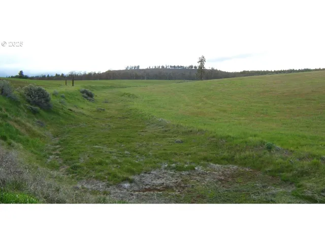 a view of a yard with trees