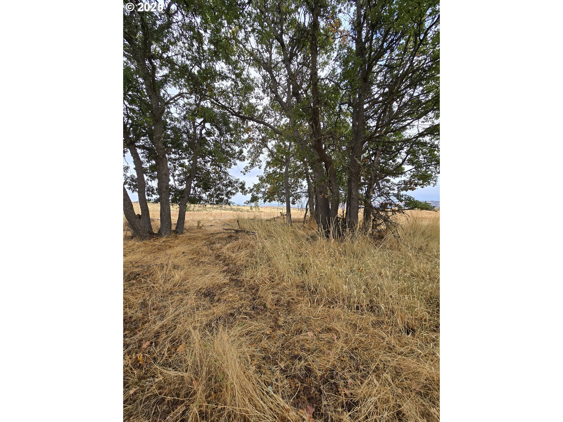 71 Homestead Road Goldendale, WA 98620 - Photo 25 of 33 a view of a yard with trees
